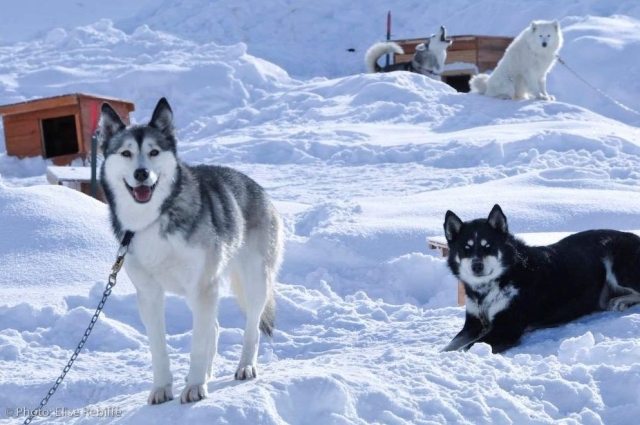  The Husky Adventure pack 